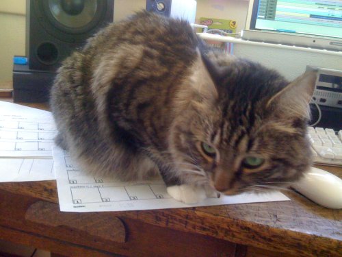 Larry's cat Astrid sitting on track sheets during cataloging